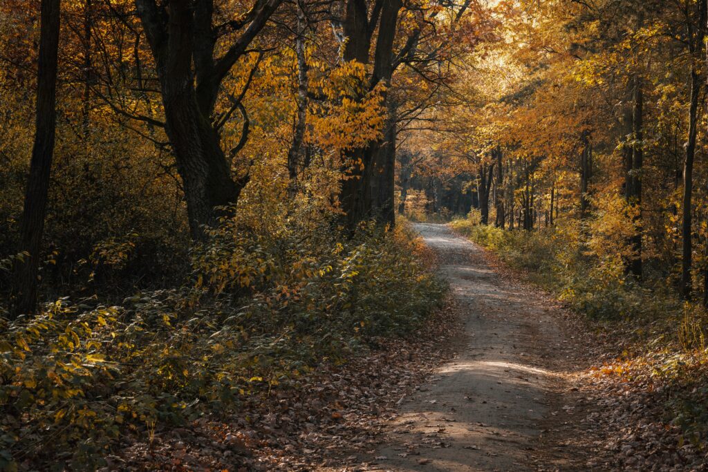 Höstbild med skog och orange löv